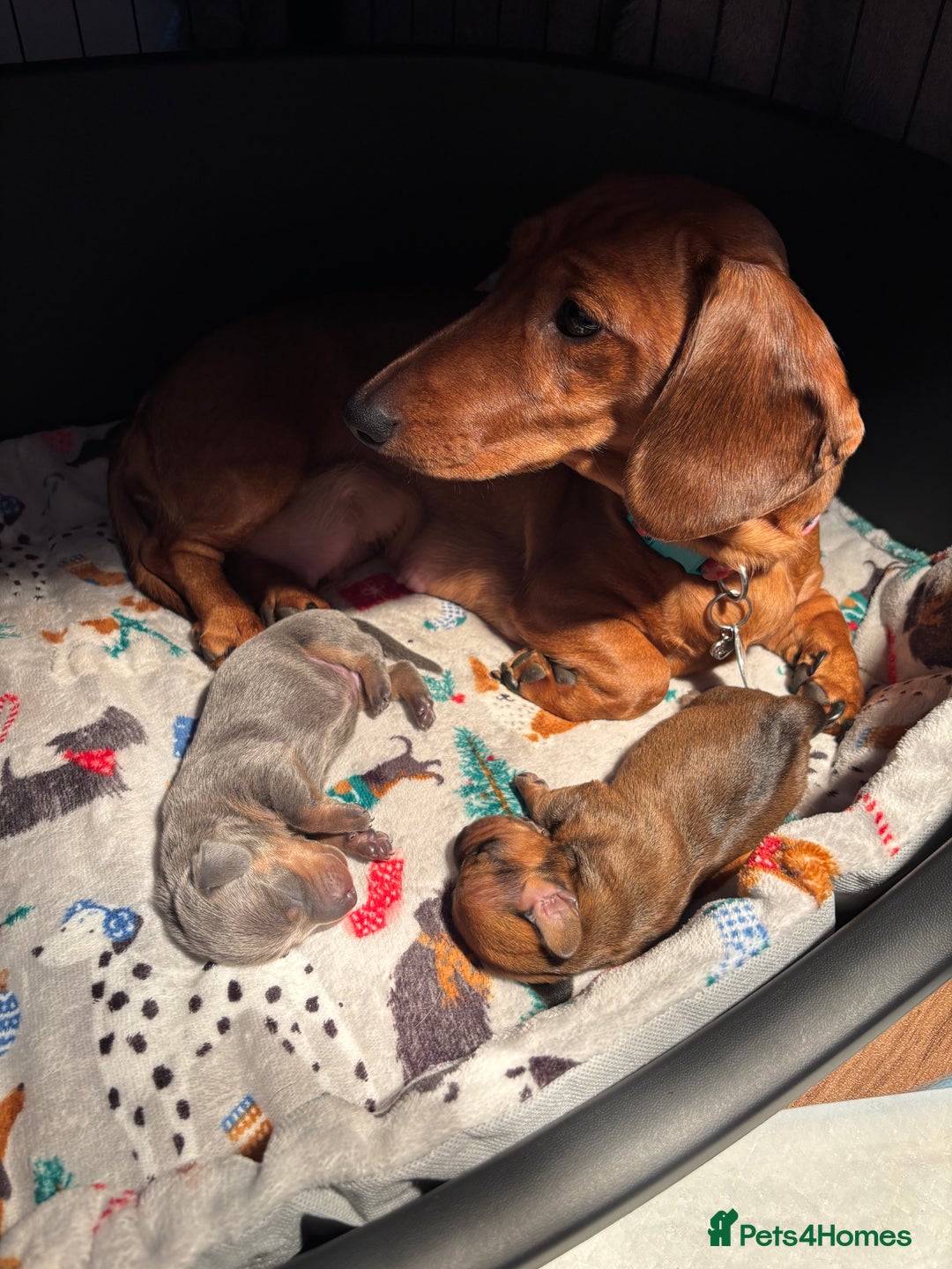 Miniature Dachshund dogs for sale: Miniature dachshund (1 girl left) - Advert 1