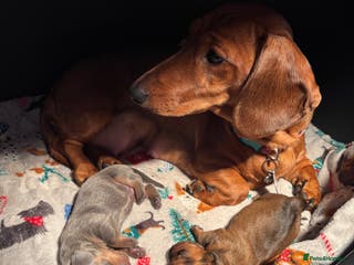 Miniature Dachshund dogs Miniature dachshund - Advert 2