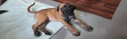 Cane Corso dogs for sale: Cane Corso Puppies - Advert 34