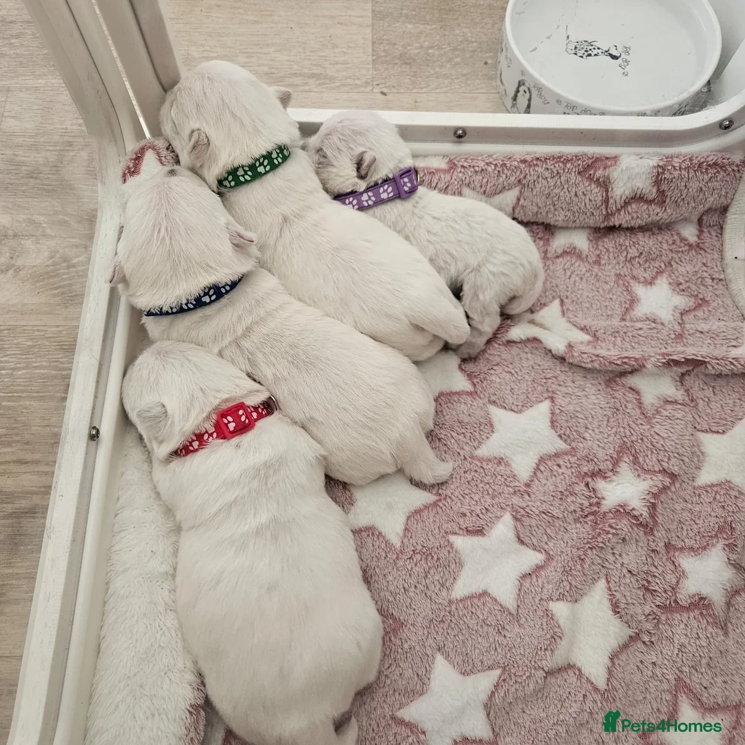 West Highland Terrier dogs for stud: Kennel registered westie for stud in Hounslow - Advert 8