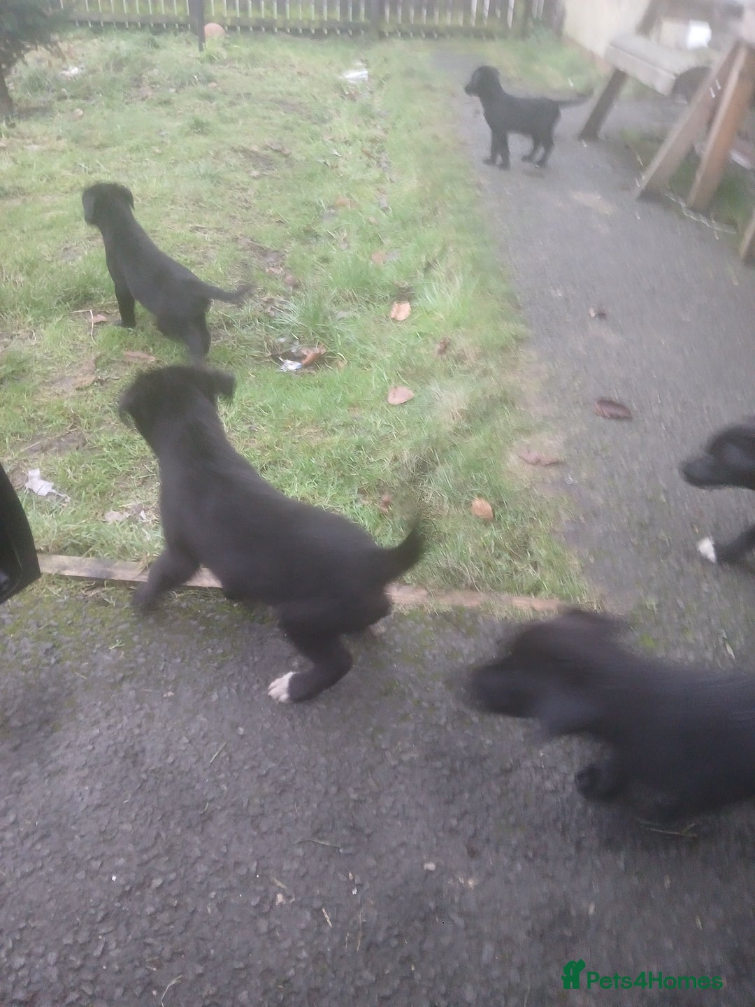 Borador dogs for sale: 8 beautiful borador ready for their forever homes  - Advert 2