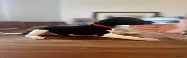 Whippet 3