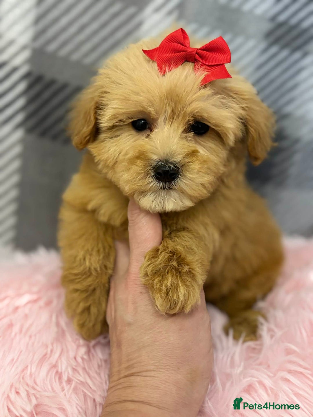Maltipoo dogs for sale: Maltipoo red golden apricot small puppies ready - Advert 7