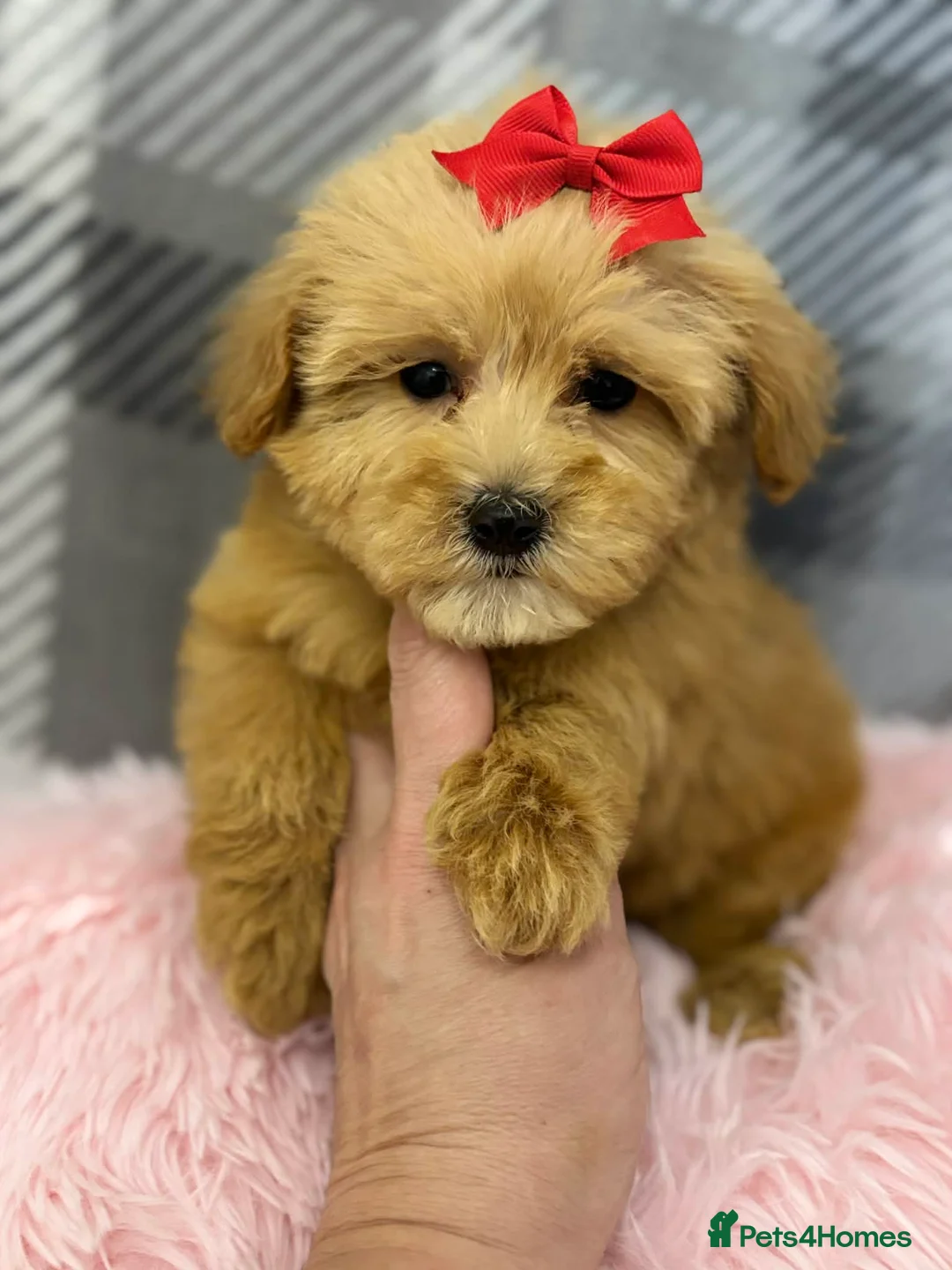Maltipoo dogs for sale: Maltipoo red golden apricot small puppies ready - Advert 8