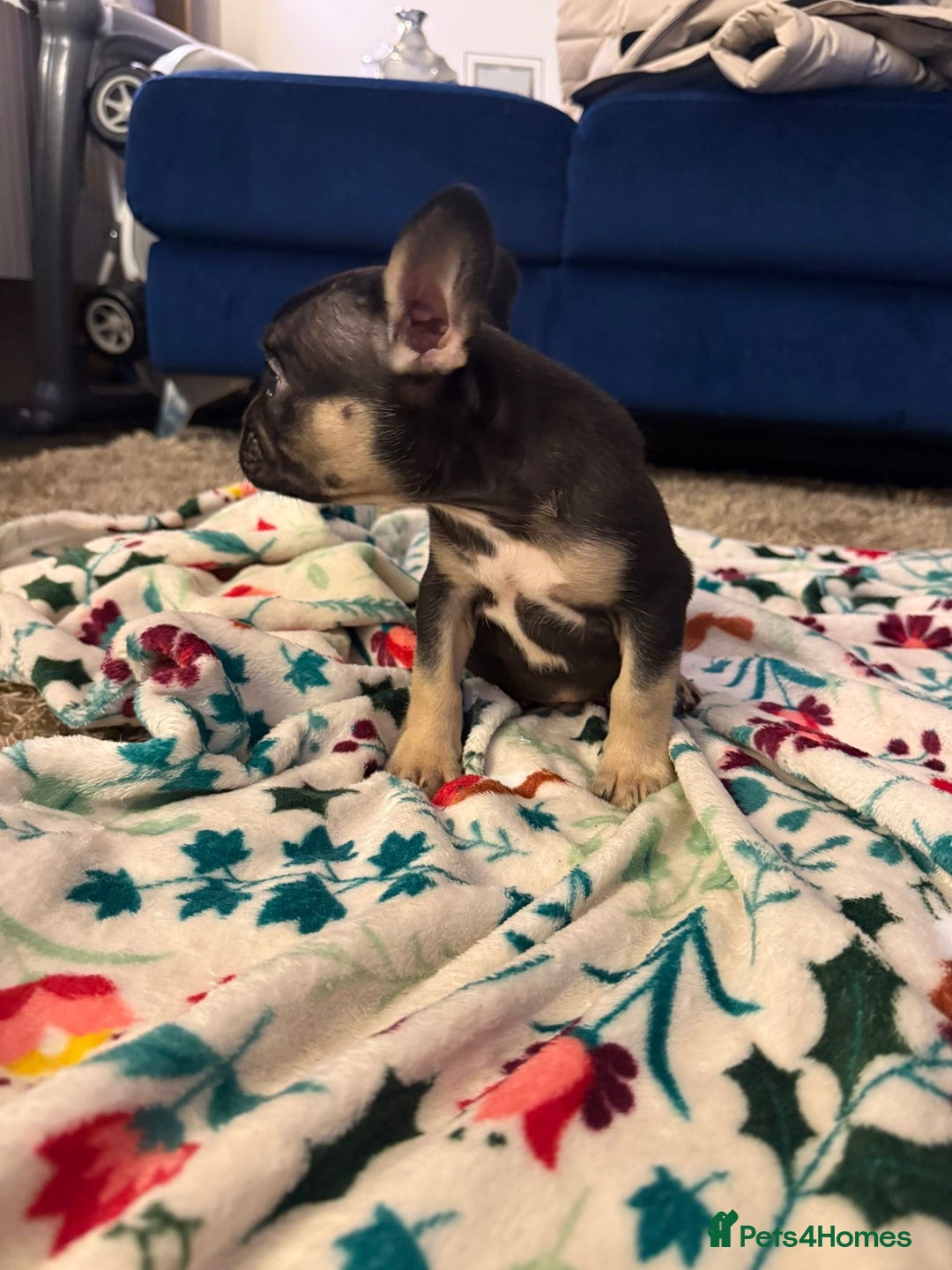 French Bulldog dogs for sale: French bulldog puppies  - Advert 14