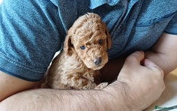 Toy Poodle dogs for sale: Charming Toy Poodle Puppies - Image 26