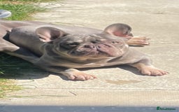 French Bulldog dogs for stud: Proven lilac & tan boy carrying cream & testable - Image 2