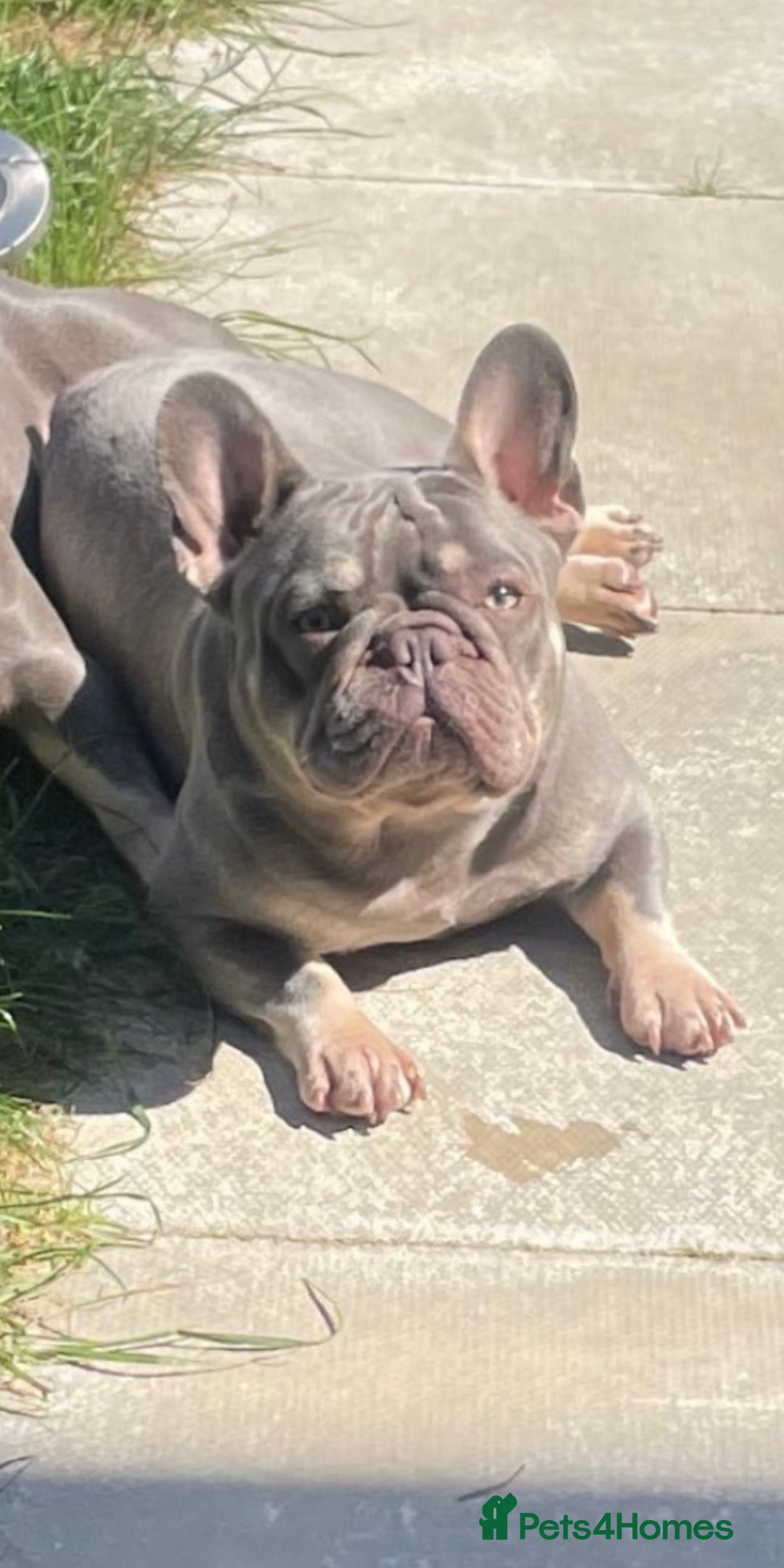 French Bulldog dogs for stud: Proven lilac & tan boy carrying cream & testable - Image 2