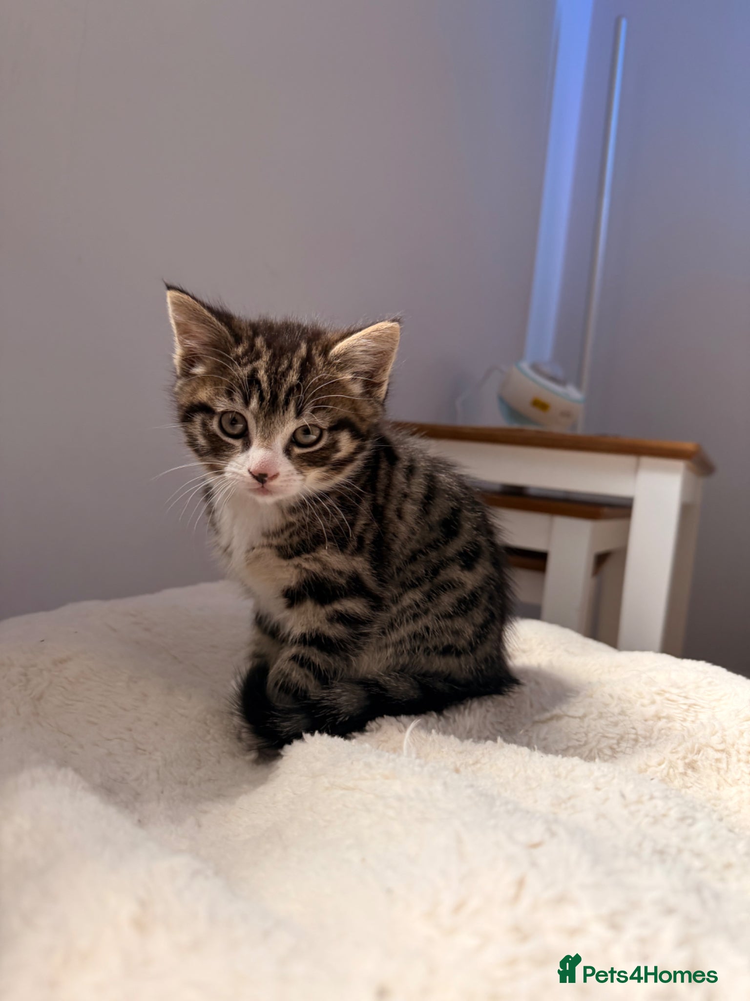 Bengal cats 2 Bengal mix boy kittens for sale  - Advert 3