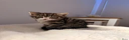 Bengal cats for sale: 2 Bengal mix boy kittens for sale  - Advert 1
