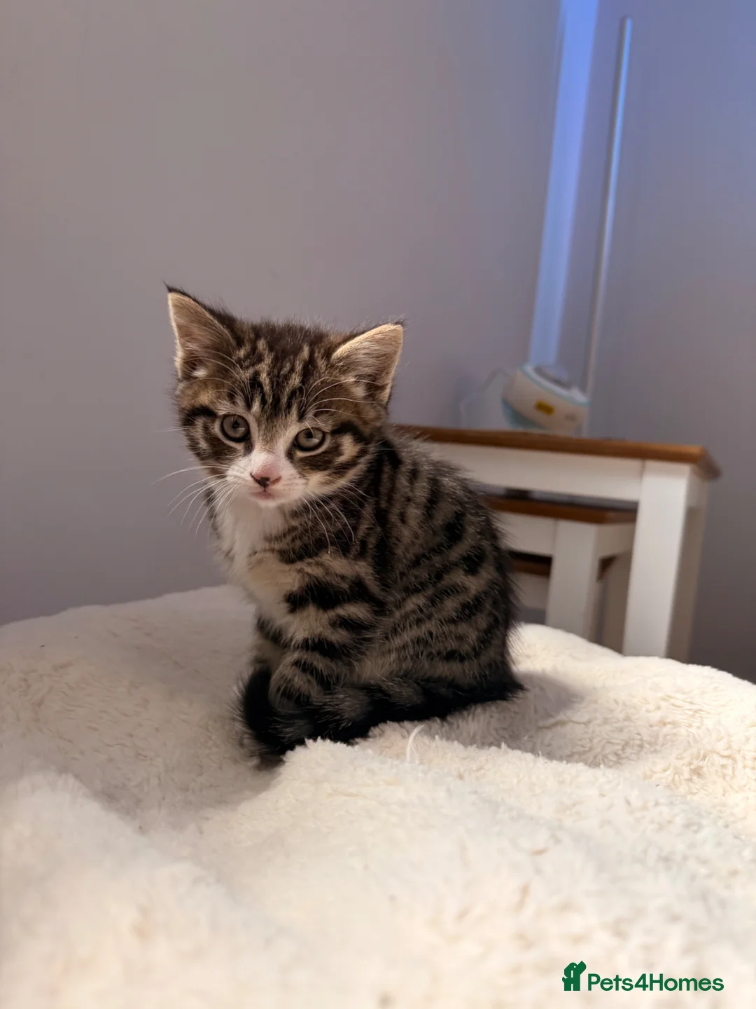 Bengal cats for sale: 2 Bengal mix boy kittens for sale  - Advert 1