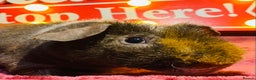 Guinea Pig rodents for sale: Skinny pig and werewolf baby boy pair - Advert 3