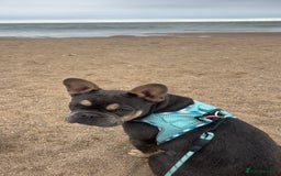 French Bulldog dogs for sale: Blue & Tan Pedigree French Bulldog - Image 5