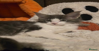 Maine Coon cats - Advert 5