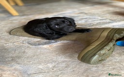 Cocker Spaniel dogs for stud: Very Small Working Cocker Spaniel for Stud  - Image 7