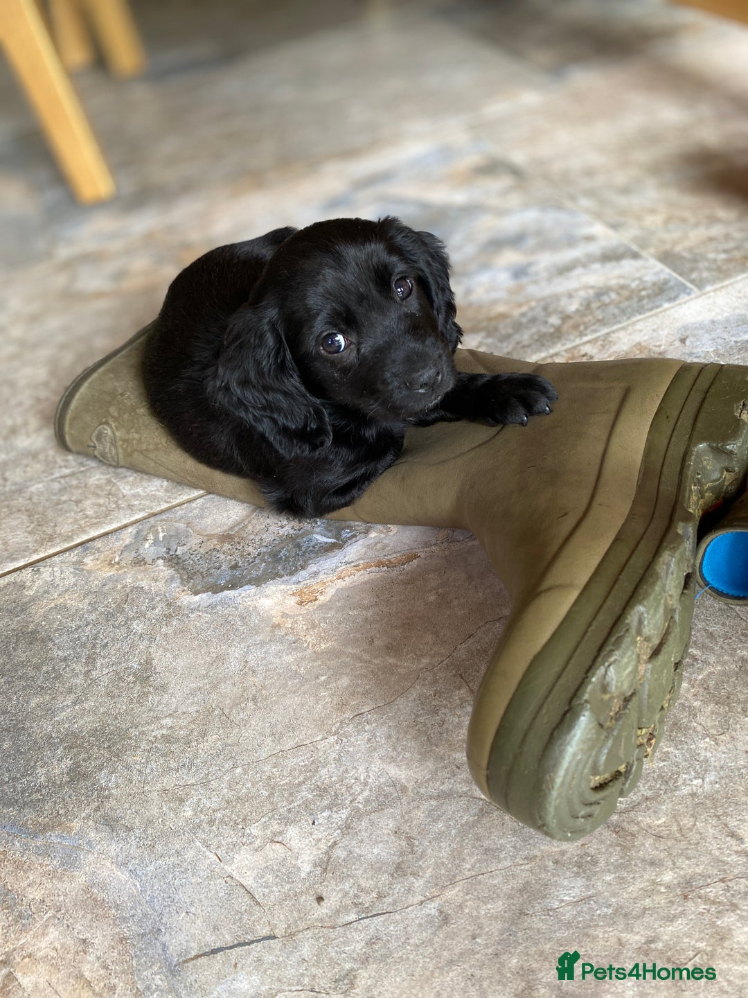 Cocker Spaniel dogs for stud: Very Small Working Cocker Spaniel for Stud  - Image 7