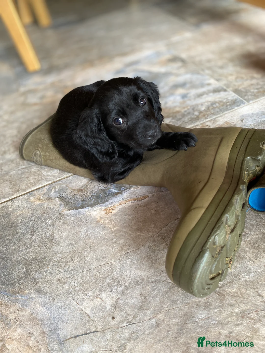 Cocker Spaniel dogs for stud: Proven Very Small Working Cocker Spaniel for Stud  - Advert 7