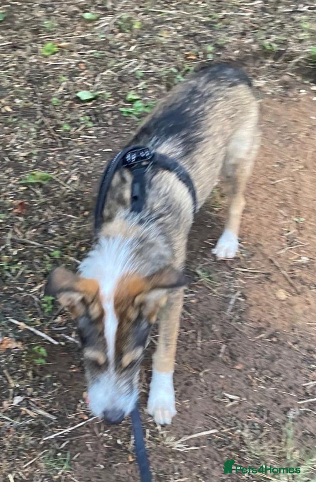 Mixed Breed dogs for adoption: 🐾💛 DIGBY – The Affectionate Big Softie! 💛🐾 - Advert 12