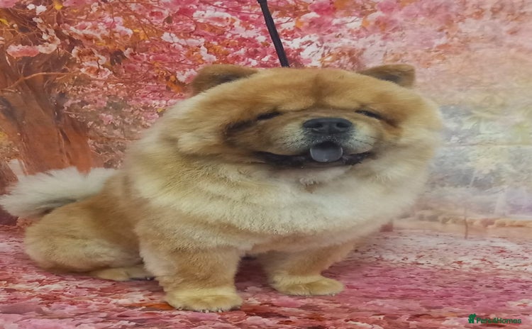 Chow Chow dogs - Advert 1