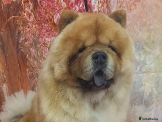 Chow Chow dogs - Advert 7