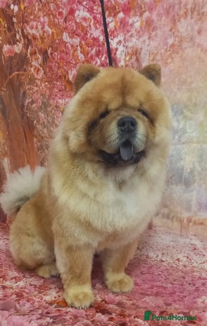 Chow Chow dogs - Advert 1