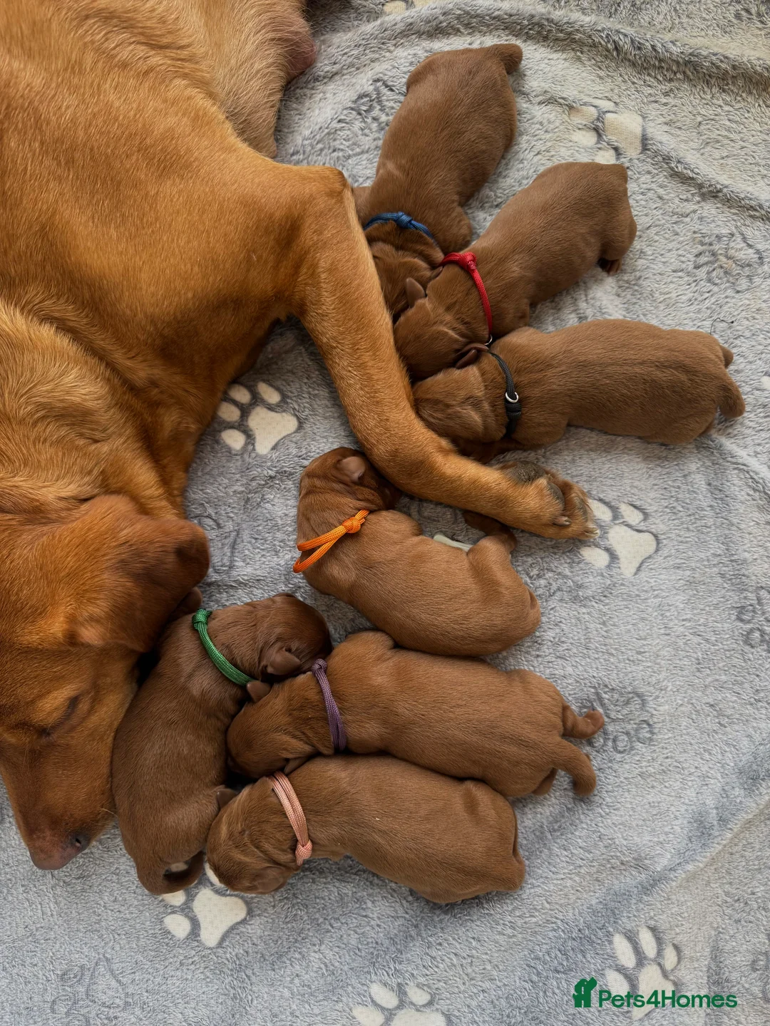 Labrador Retriever dogs for sale: AGLABS Pennyroyal tea x AGLABS In your honour - Advert 5