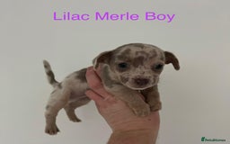 Jack Russell dogs for sale: 🌈 Jack Russells 🌈 - Image 2