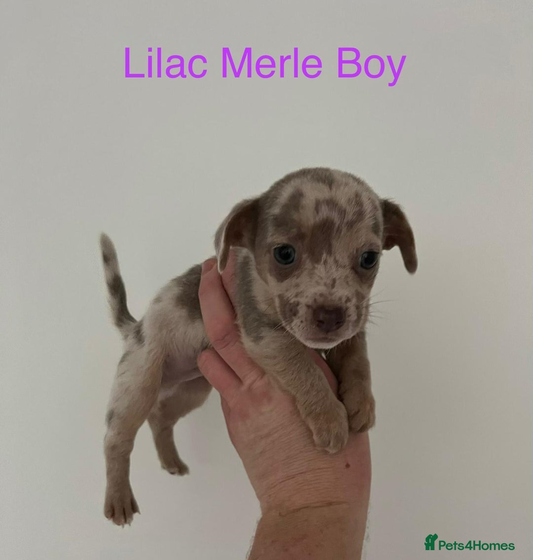 Jack Russell dogs for sale: 🌈 Jack Russells 🌈 - Image 2