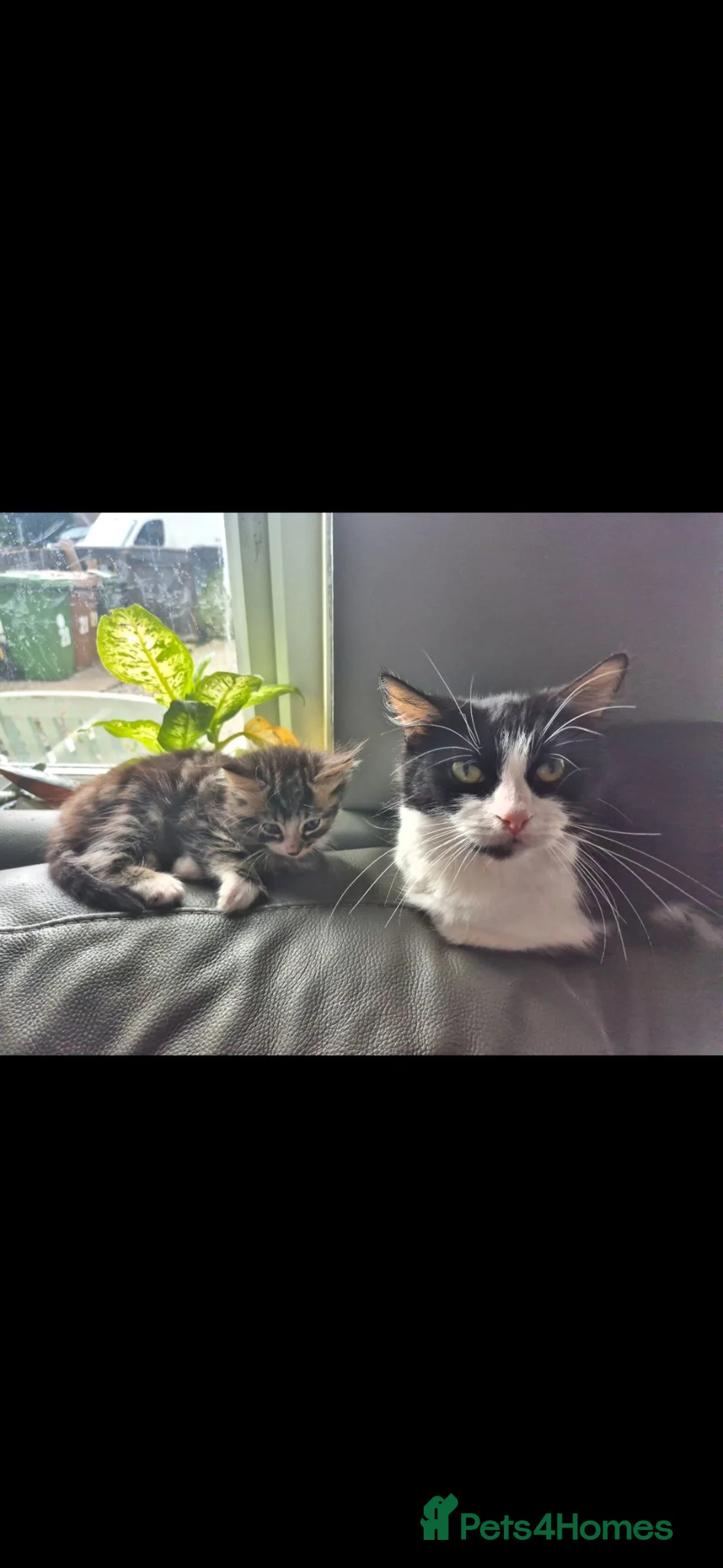 Persian cats for sale: Fluffy adorable tabby crossed persian - Advert 1
