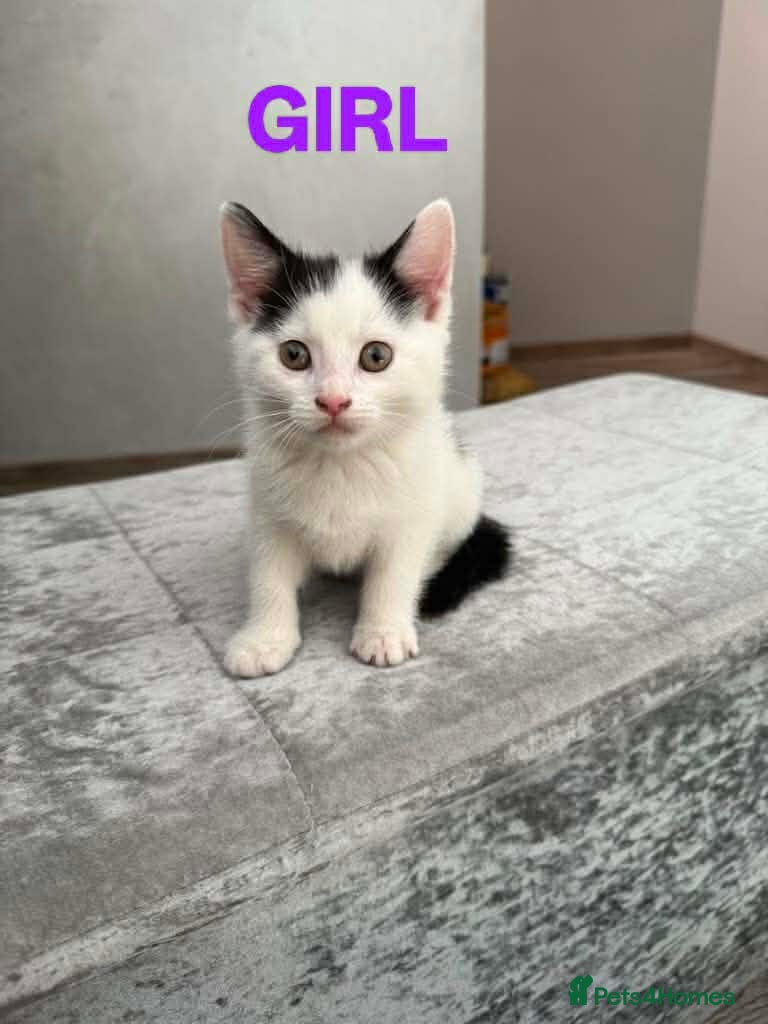 Mixed Breed cats Kittens  - Advert 10