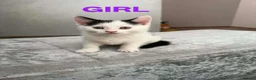 Mixed Breed cats for sale: Kittens  - Advert 4