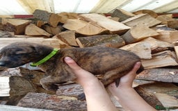 Lurcher dogs for sale:  READY NOW. Adorable lurcher puppy's  - Image 8