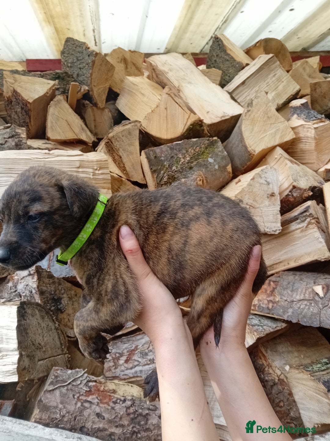 Lurcher dogs for sale:  READY NOW. Adorable lurcher puppy's  - Image 8