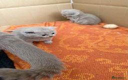 British Shorthair cats for sale: Liliac BSH two female  - Image 10