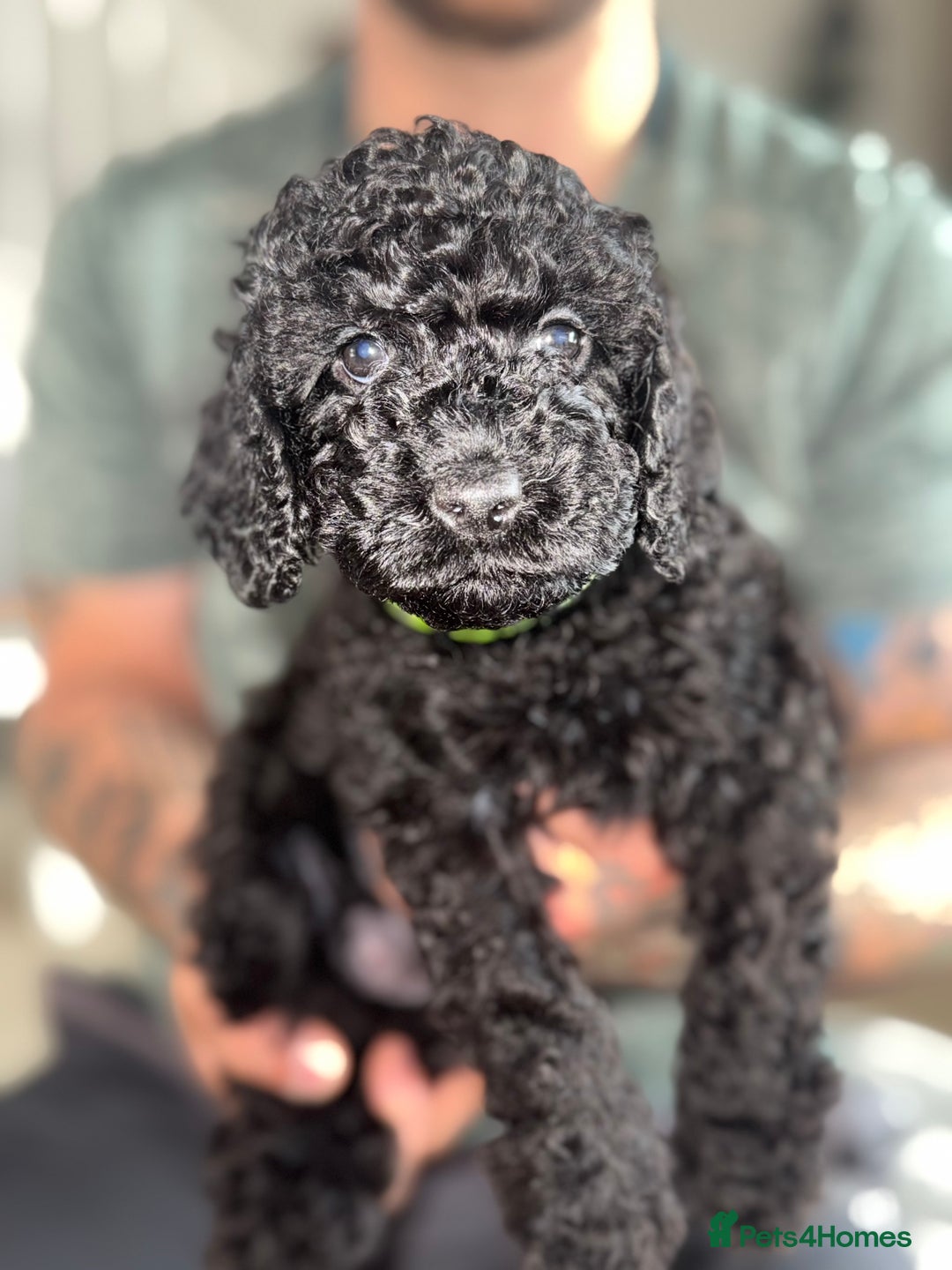 Cockapoo dogs for sale: 6 Stunning Cockapoos ✨ AVAILABLE NOW ✨ in Stalybridge - Image 10