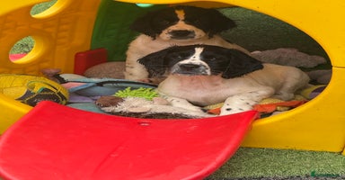 English Springer Spaniel dogs - Advert 4