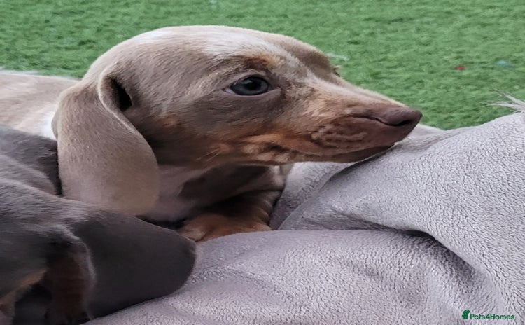Miniature Dachshund dogs - Advert 9