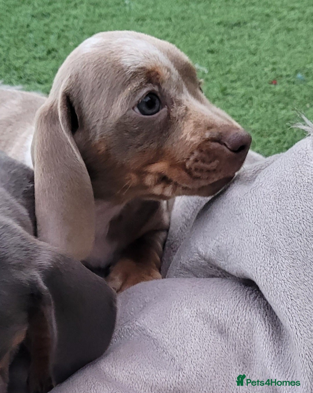 Miniature Dachshund dogs for sale: Isabella Dapple Boy left Miniature Dachshunds  - Image 4