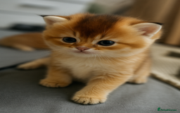Scottish Fold cats for sale: Scottish Straight Golden Shaded Rare Affectionate - Image 4