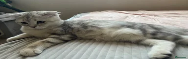 Scottish Fold 3