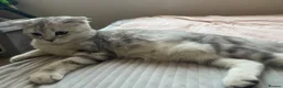 Scottish Fold cats for sale: Scottish Fold and straight  - Advert 11