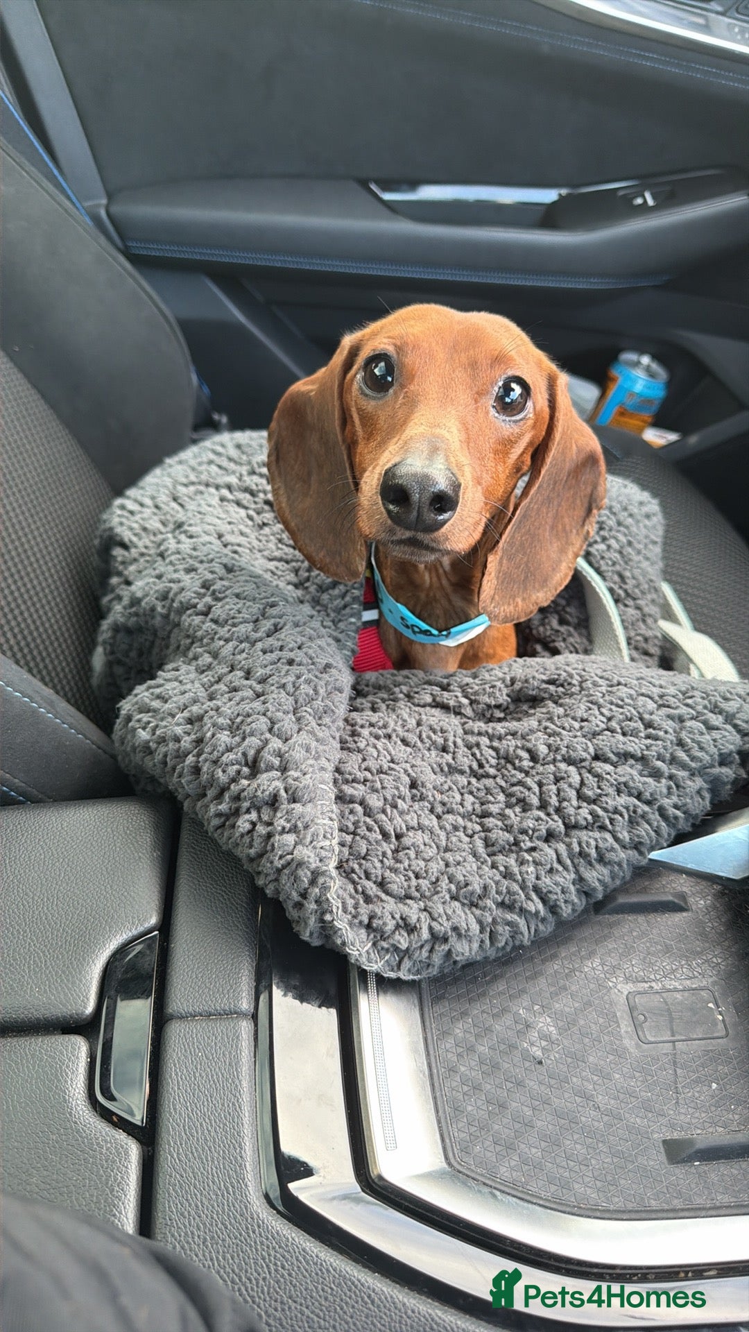 Miniature Dachshund dogs 2 year old red smooth haired Dachshund  - Advert 8