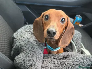 Miniature Dachshund dogs 2 year old red smooth haired Dachshund - Advert 8