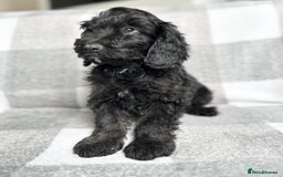 Cockapoo dogs for sale: Beautiful cockapoos looking for forever homes  - Image 9