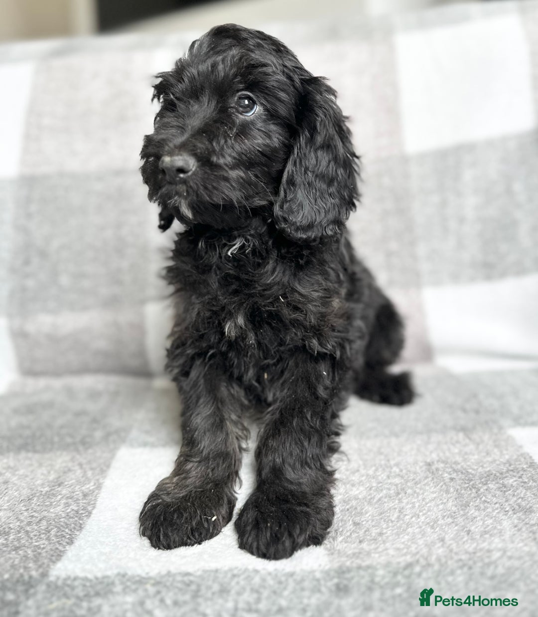 Cockapoo dogs for sale: Beautiful cockapoos looking for forever homes  - Image 9