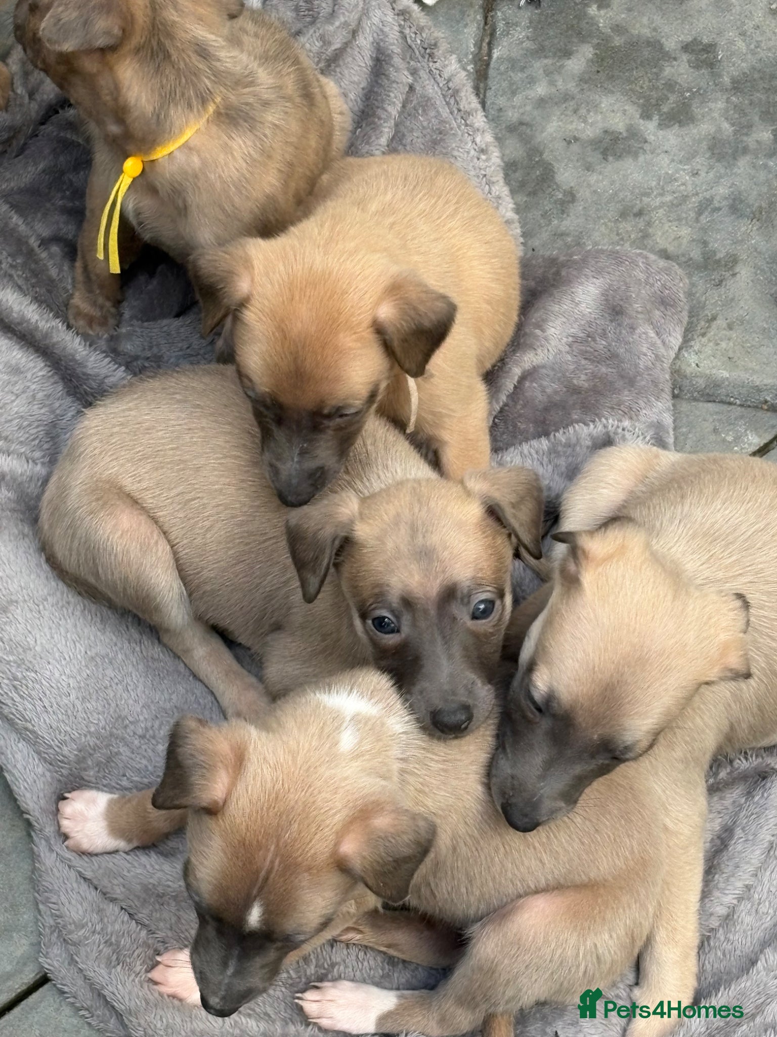 Whippet dogs Beautiful Blue brindle whippets for sale  - Advert 12