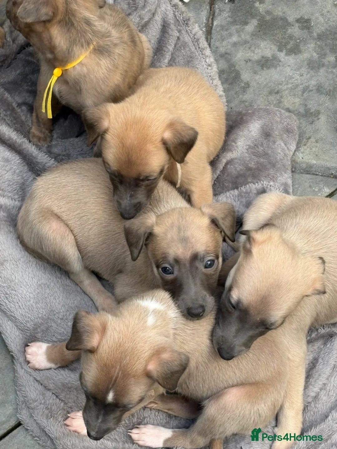 Whippet dogs for sale: Beautiful Blue brindle whippets for sale  - Advert 1
