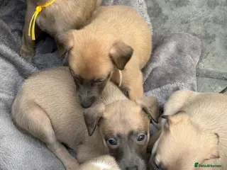 Whippet dogs Beautiful Blue brindle whippets for sale - Advert 12