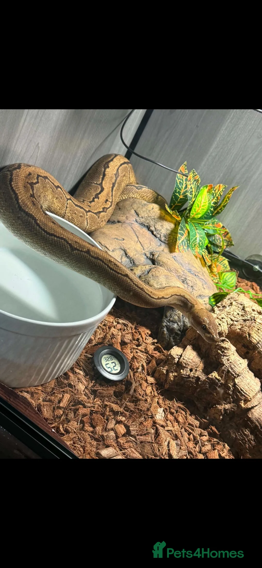 Python Snake reptiles for sale: Female ball python  in Pontefract - Advert 2