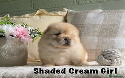 Chow Chow dogs for sale: 🌟Quality Chow Chow Puppies-ChampionLines🌟 - Image 14